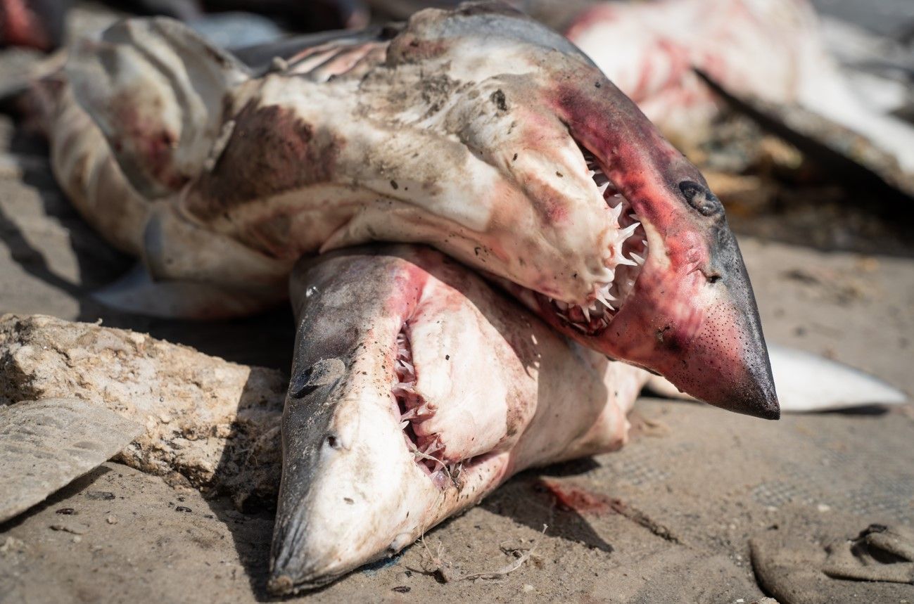 Shark meat OFF my plate!